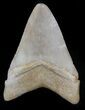 Brown,  Bone Valley Megalodon Tooth #34773-2